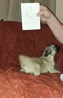 AKC FAWN MALE 6, a male Pug for sale in Pittsburgh, PA – Photo 1 of 3