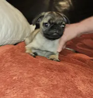 AKC FAWN MALE 6, a male Pug for sale in Pittsburgh, PA – Photo 2 of 3
