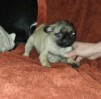 AKC FAWN MALE 6, a male Pug for sale in Pittsburgh, PA – Photo 3 of 3