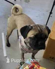 Reba Fawn – Pug puppy on hold in Pittsburgh, PA