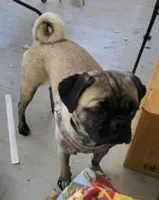 Reba Fawn, a female Pug for sale in Pittsburgh, PA – 1 of 4