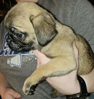 FAWN MALE 3, a male Pug for sale in Pittsburgh, PA – Photo 1 of 2