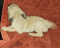 AKC FAWN MALE 3, a male Pug for sale in Pittsburgh, PA – Photo 2 of 3