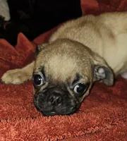 AKC FAWN MALE 3, a male Pug for sale in Pittsburgh, PA – Photo 3 of 3
