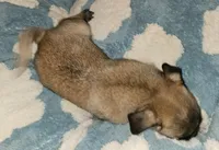 FAWN MALE 3, a male Pug for sale in Pittsburgh, PA – Photo 2 of 2