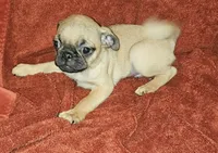 AKC FAWN MALE 3, a male Pug for sale in Pittsburgh, PA – Photo 1 of 3