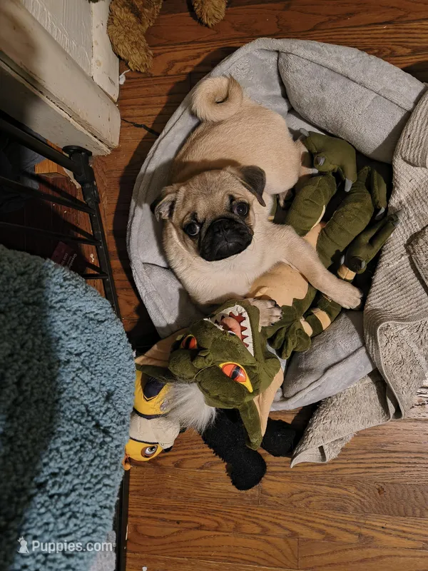 AKC Hercules – Pug puppy for sale in Pittsburgh, PA