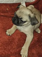 AKC FAWN MALE 5, a male Pug for sale in Pittsburgh, PA – Photo 2 of 4
