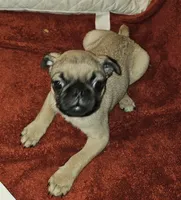 AKC FAWN MALE 5, a male Pug for sale in Pittsburgh, PA – Photo 3 of 4