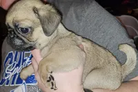 FAWN MALE 4, a male Pug for sale in Pittsburgh, PA – Photo 2 of 2