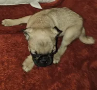 AKC FAWN MALE 5, a male Pug for sale in Pittsburgh, PA – Photo 4 of 4