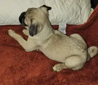 AKC FAWN MALE 5, a male Pug for sale in Pittsburgh, PA – Photo 1 of 4