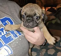 FAWN MALE 4, a male Pug for sale in Pittsburgh, PA – Photo 1 of 2