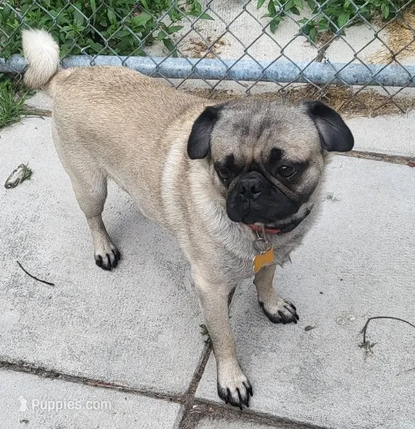 Francis Fawn – Pug puppy for sale in Pittsburgh, PA