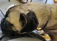 Reba Fawn, a female Pug for sale in Pittsburgh, PA – 3 of 4
