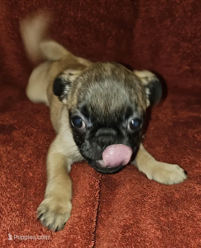 AKC APRICOT FAWN MALE  – Pug puppy for sale in Pittsburgh, PA