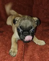 FAWN MALE 4, a male Pug for sale in Pittsburgh, PA – Photo 2 of 2