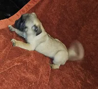 FAWN MALE 4, a male Pug for sale in Pittsburgh, PA – Photo 1 of 2