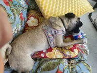 Reba Fawn, a female Pug for sale in Pittsburgh, PA – 4 of 4