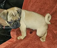 AKC FAWN MALE 2, a male Pug for sale in Pittsburgh, PA – Photo 3 of 4