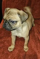 AKC FAWN MALE 2, a male Pug for sale in Pittsburgh, PA – Photo 4 of 4