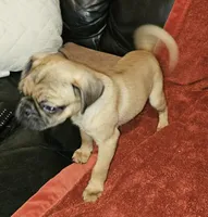 AKC FAWN MALE 2, a male Pug for sale in Pittsburgh, PA – Photo 2 of 4