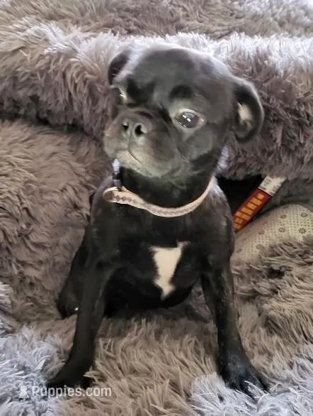 Guppy – French Bulldog, Pug puppy for sale in Pittsburgh, PA