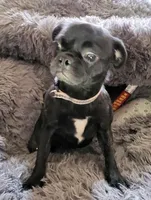 Guppy, a female Pug for sale in Pittsburgh, PA – Photo 1 of 5