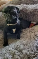 Guppy, a female Pug for sale in Pittsburgh, PA – Photo 5 of 5