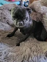 Guppy, a female Pug for sale in Pittsburgh, PA – Photo 4 of 5