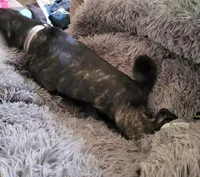 Guppy, a female Pug for sale in Pittsburgh, PA – Photo 3 of 5