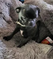 Guppy, a female Pug for sale in Pittsburgh, PA – Photo 2 of 5