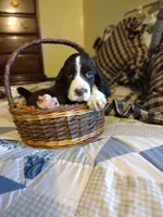 Dolly, a female English Springer Spaniel for sale in Volcano, CA – Photo 2 of 2