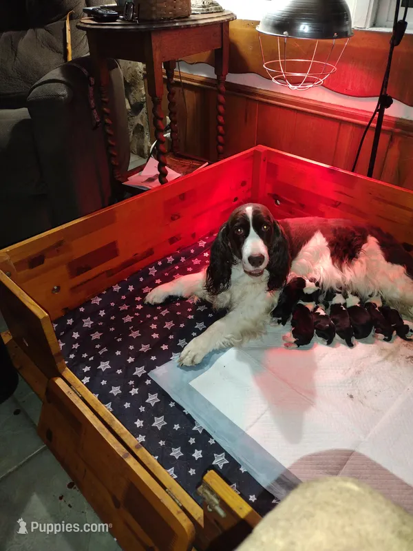 Dolly, a female English Springer Spaniel for sale in Volcano, CA – Photo 1 of 2