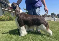 Reba, a female English Springer Spaniel for sale in Volcano, CA – Photo 1 of 2