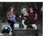 Reba, a female English Springer Spaniel for sale in Volcano, CA – Photo 2 of 2