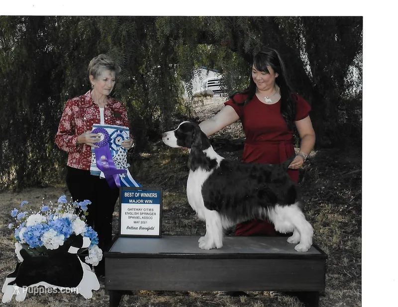 Tucker Jr. – English Springer Spaniel puppy for sale in Volcano, CA