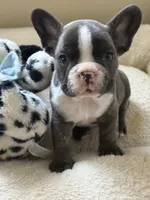 French Bulldog , a male French Bulldog for sale in Biloxi, MS – 1 of 1