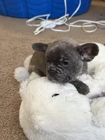 French Bulldog , a female French Bulldog for sale in Biloxi, MS – 2 of 2