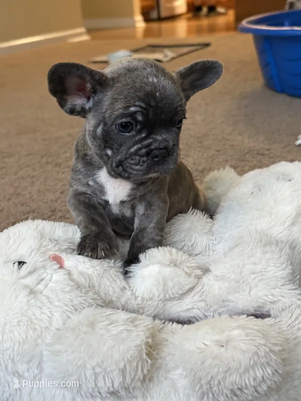 French Bulldog  – French Bulldog puppy for sale in Biloxi, MS