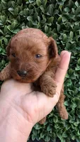 Firecracker AKC Micro Teacup , a male Poodle - Toy  for sale in Fort Lauderdale, FL – 2 of 3