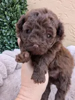 Ferrero 75 AKC Champion lines on Pedigree, a male Poodle - Toy  for sale in Fort Lauderdale, FL – 2 of 7
