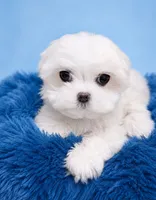 Aspen AKC , a male Maltese for sale in Fort Lauderdale, FL – 2 of 2