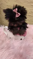 Minnie Micro Tcup AKC $8450 OBO, a female Yorkshire Terrier for sale in Fort Lauderdale, FL – 3 of 7