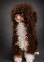 Jackpot AKC , a male Poodle - Toy  for sale in Fort Lauderdale, FL – 4 of 4