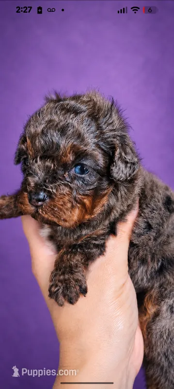 Pebbles AKC 100% Cleared – Poodle - Toy  puppy for sale in Fort Lauderdale, FL