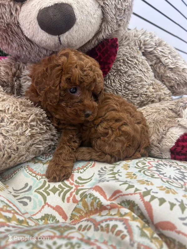 Autum AKC  – Poodle - Toy  puppy for sale in Fort Lauderdale, FL