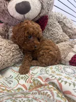 Autum AKC , a female Poodle - Toy  for sale in Fort Lauderdale, FL – 1 of 4
