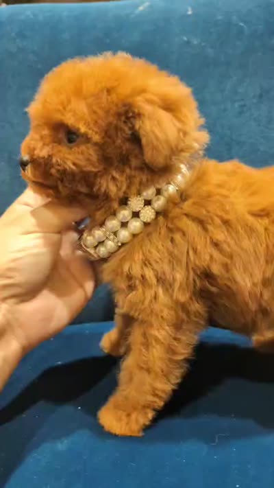 Teacup girl Akc, a female Poodle - Toy  for sale in Fort Lauderdale, FL – 3 of 3