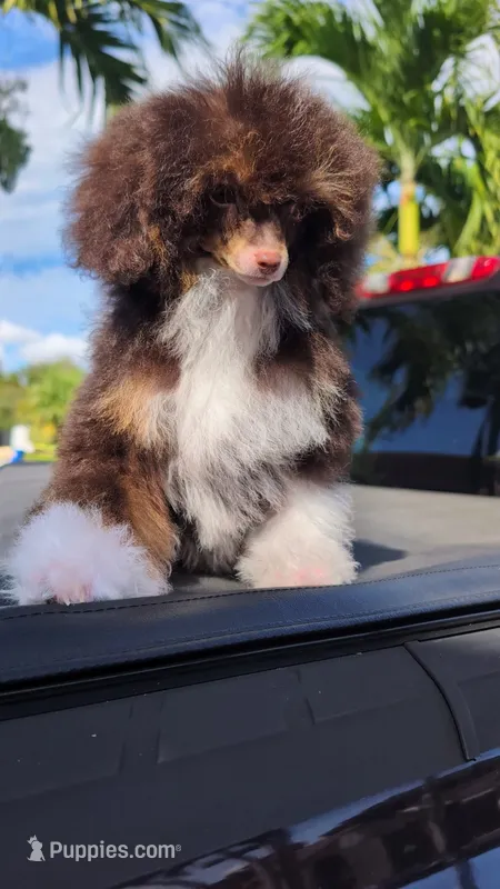 Jackpot AKC  – Poodle - Toy  puppy for sale in Fort Lauderdale, FL